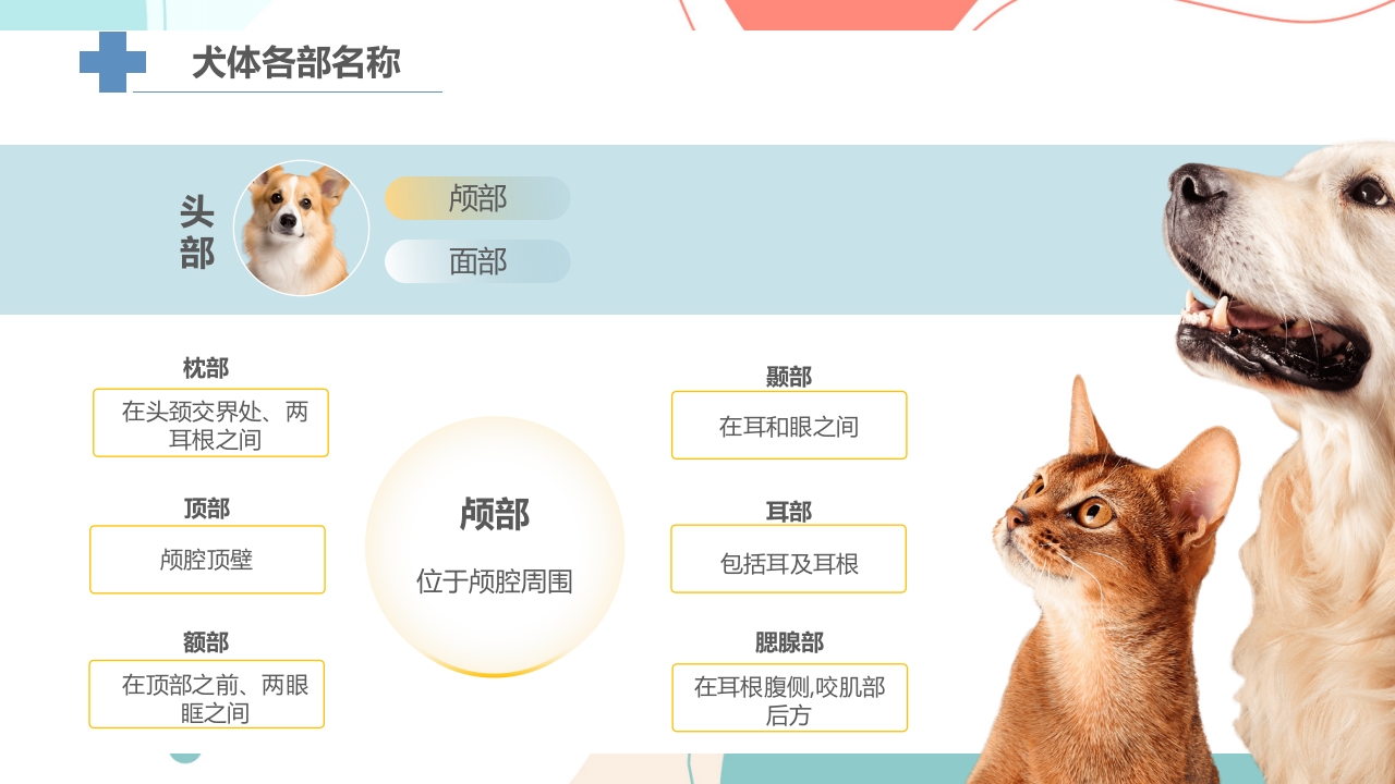 宠物解剖生理讲座PPT课件19