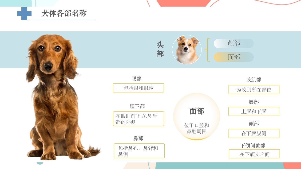 宠物解剖生理讲座PPT课件20