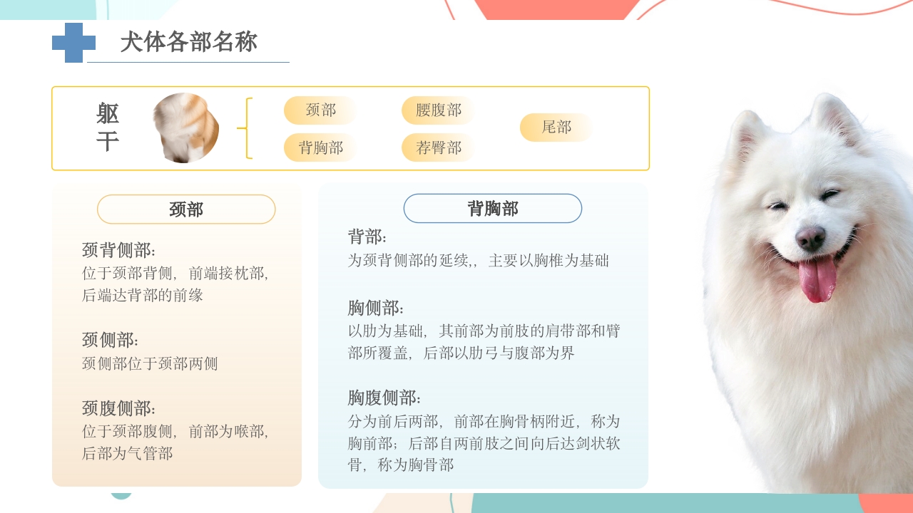宠物解剖生理讲座PPT课件21