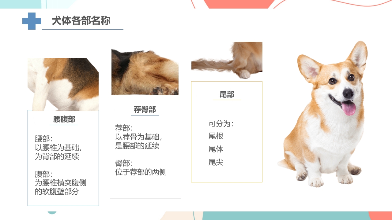 宠物解剖生理讲座PPT课件22