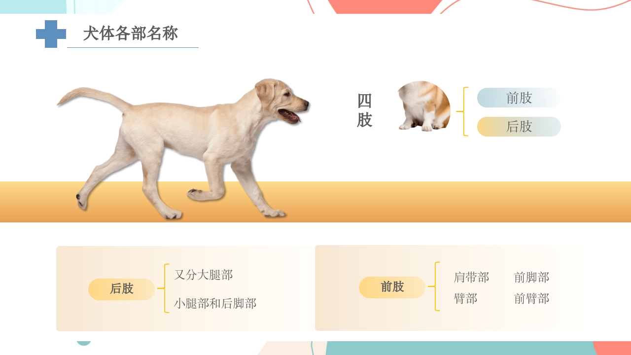 宠物解剖生理讲座PPT课件23