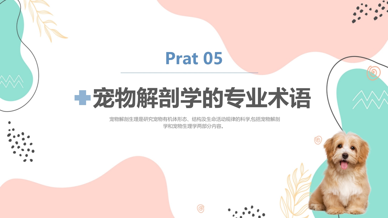 宠物解剖生理讲座PPT课件24