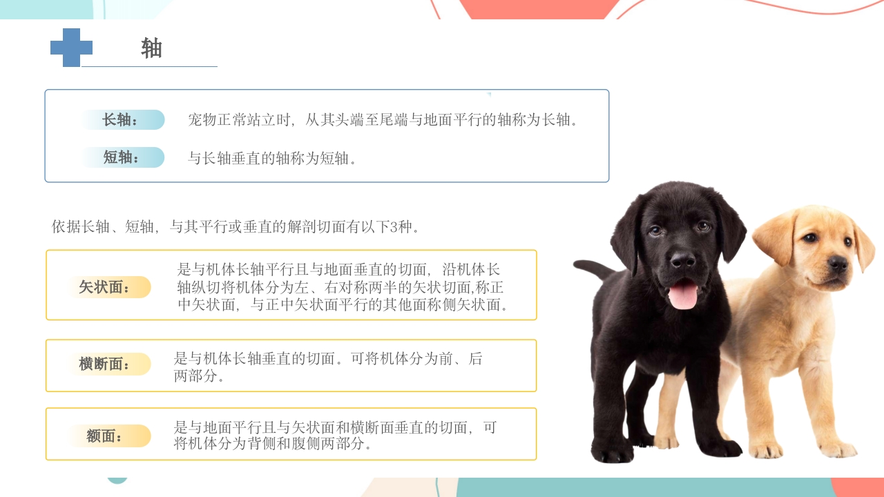 宠物解剖生理讲座PPT课件25
