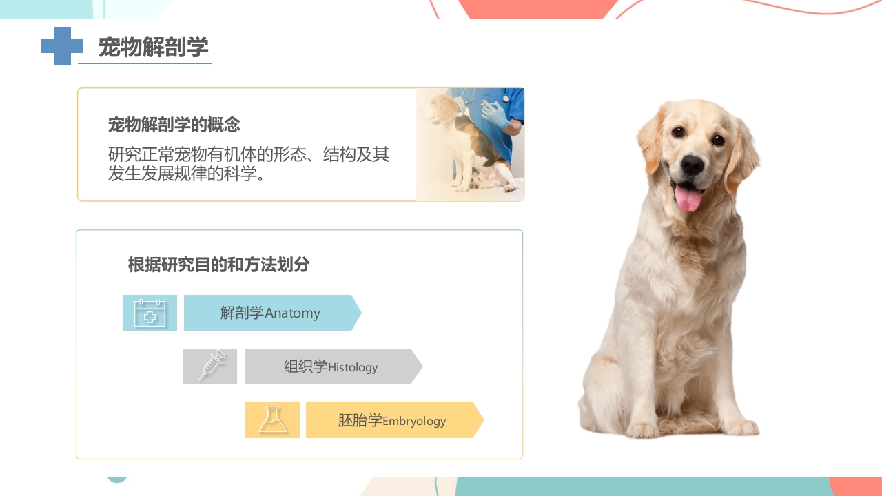 宠物解剖生理讲座PPT课件5
