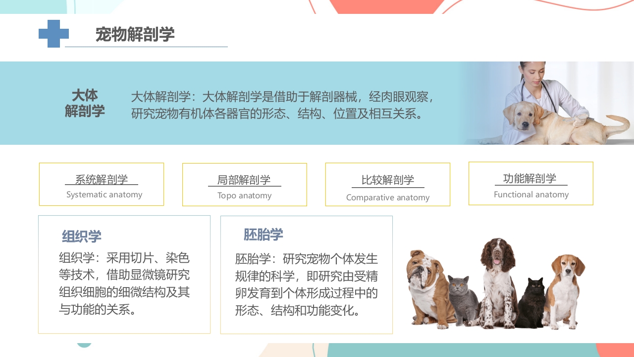 宠物解剖生理讲座PPT课件6