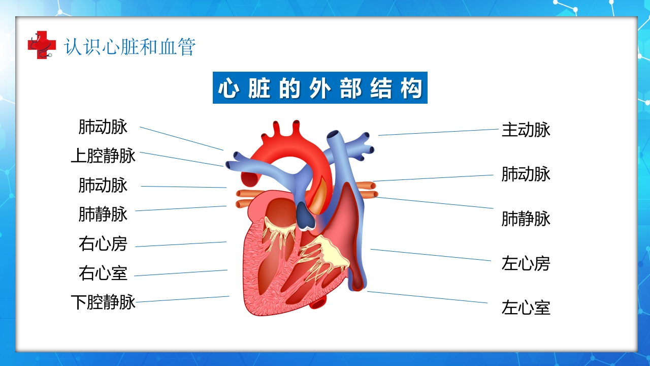 医学百科之血液循环知识讲座汇报宣传PPT课件5