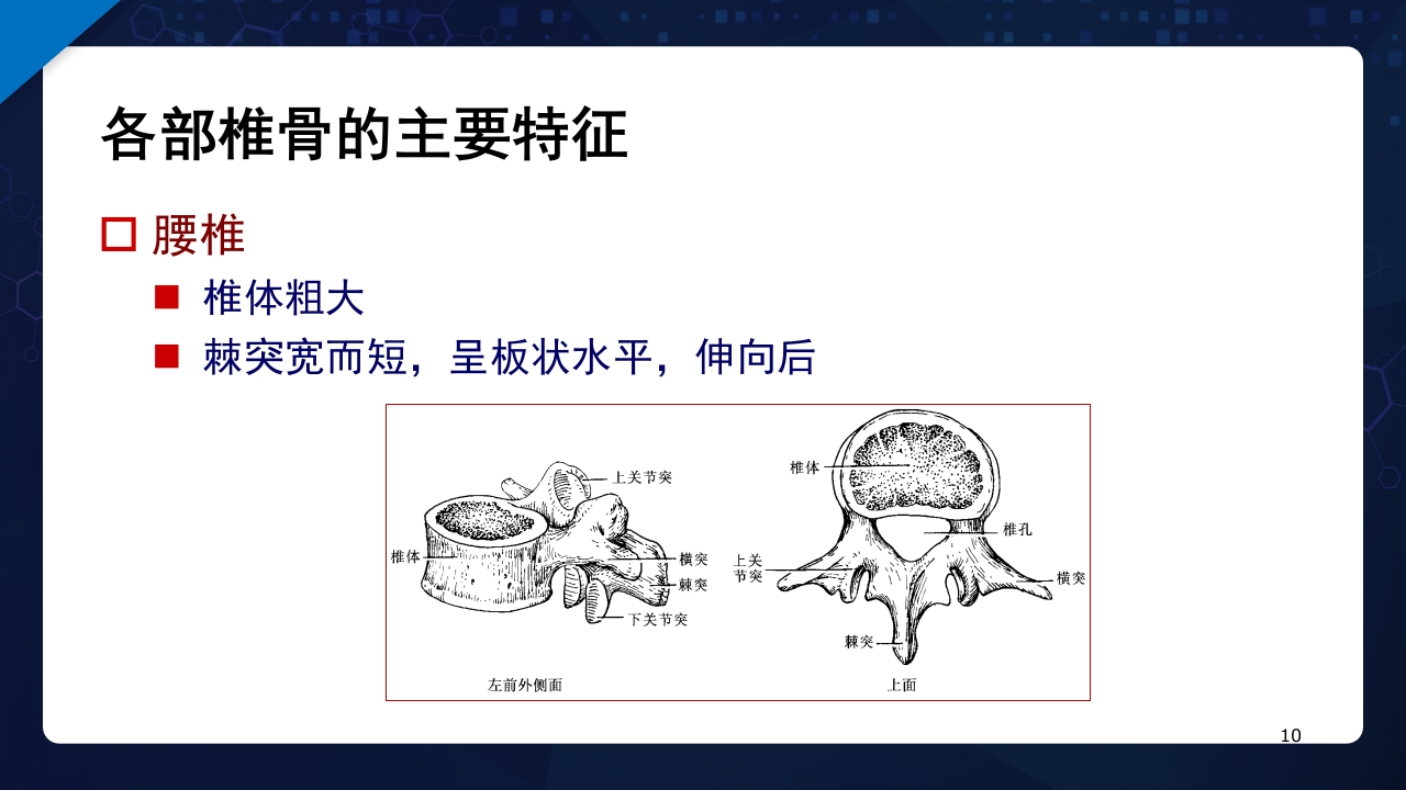 人体解剖学运动系统PPT课件10