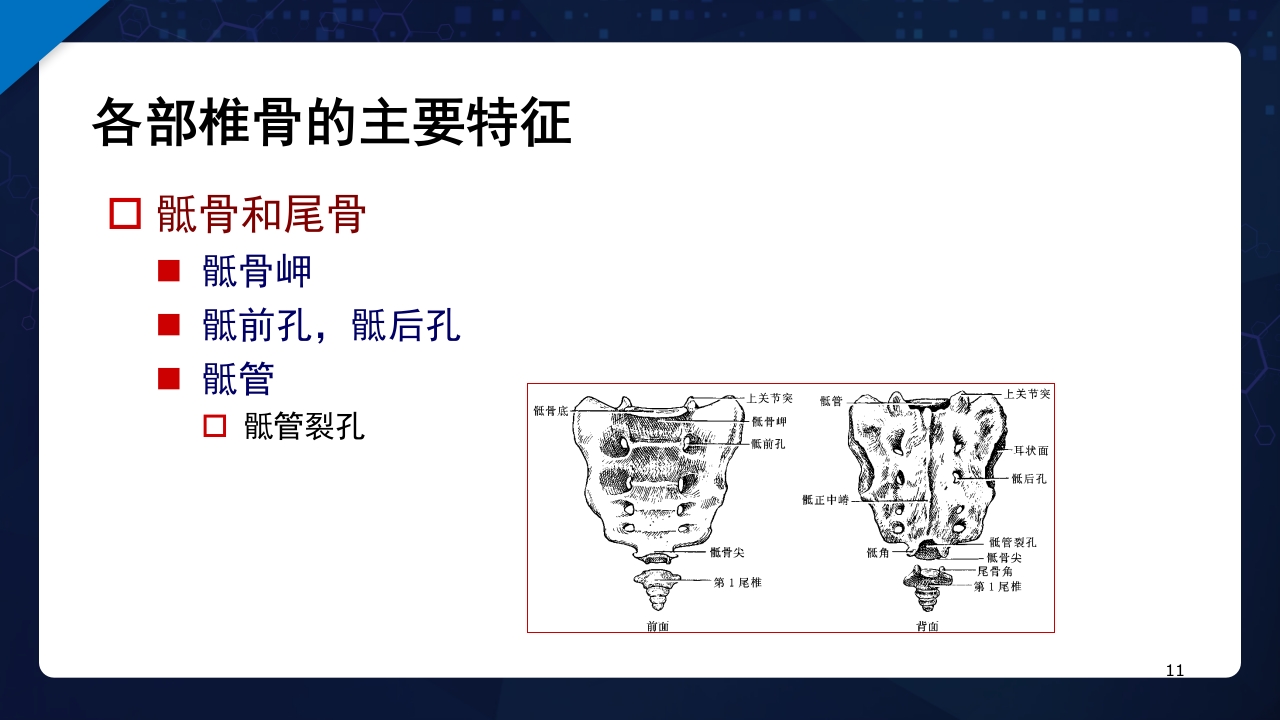 人体解剖学运动系统PPT课件11