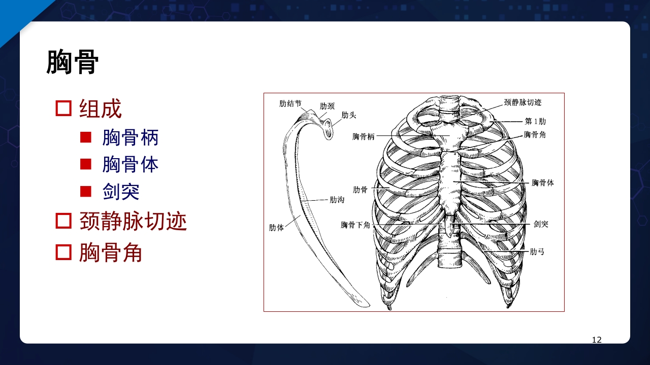 人体解剖学运动系统PPT课件12