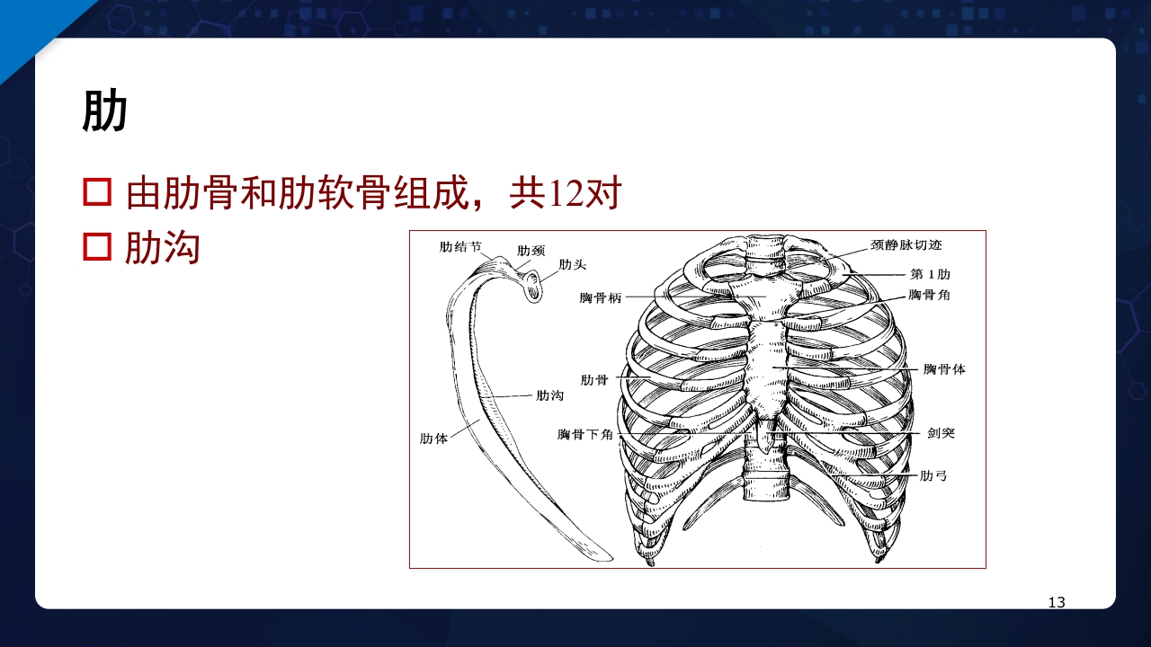 人体解剖学运动系统PPT课件13