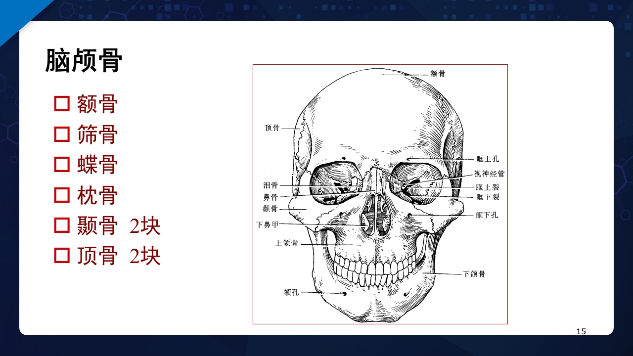 人体解剖学运动系统PPT课件15