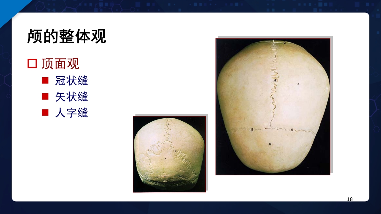 人体解剖学运动系统PPT课件18
