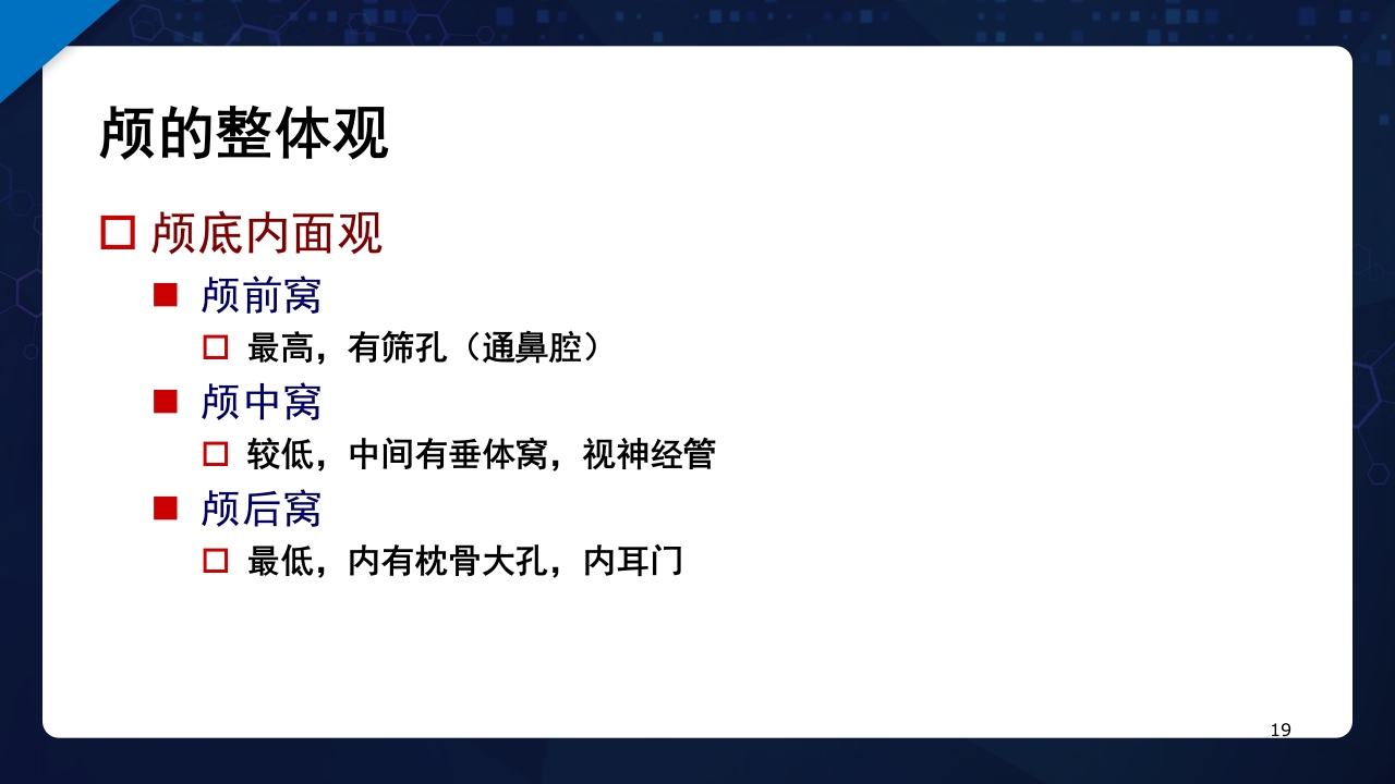 人体解剖学运动系统PPT课件19