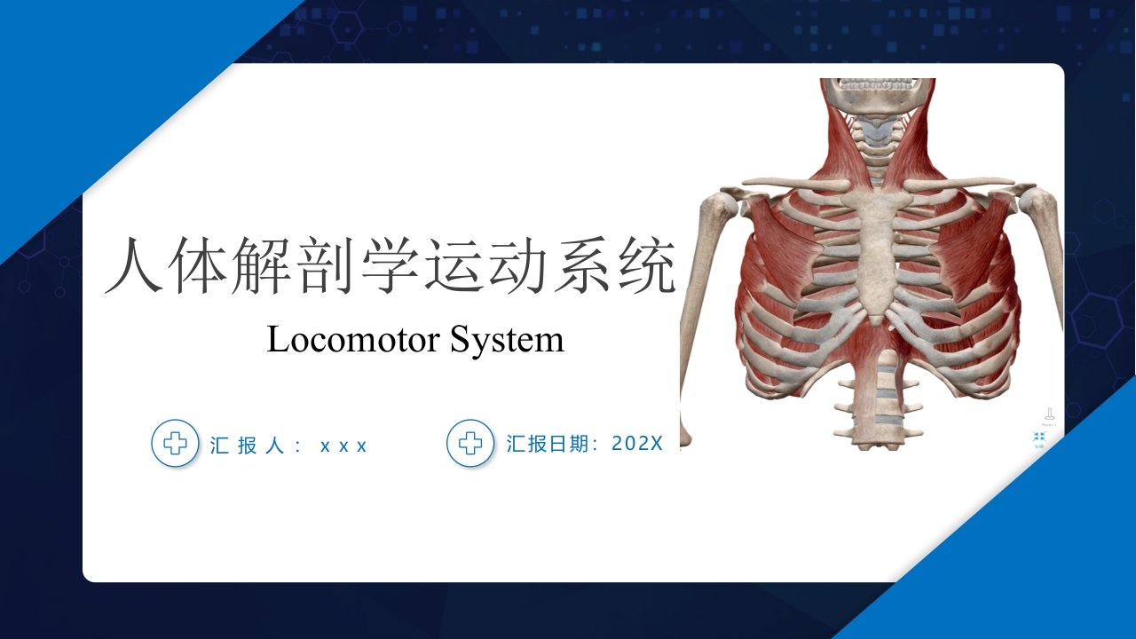 人体解剖学运动系统PPT课件