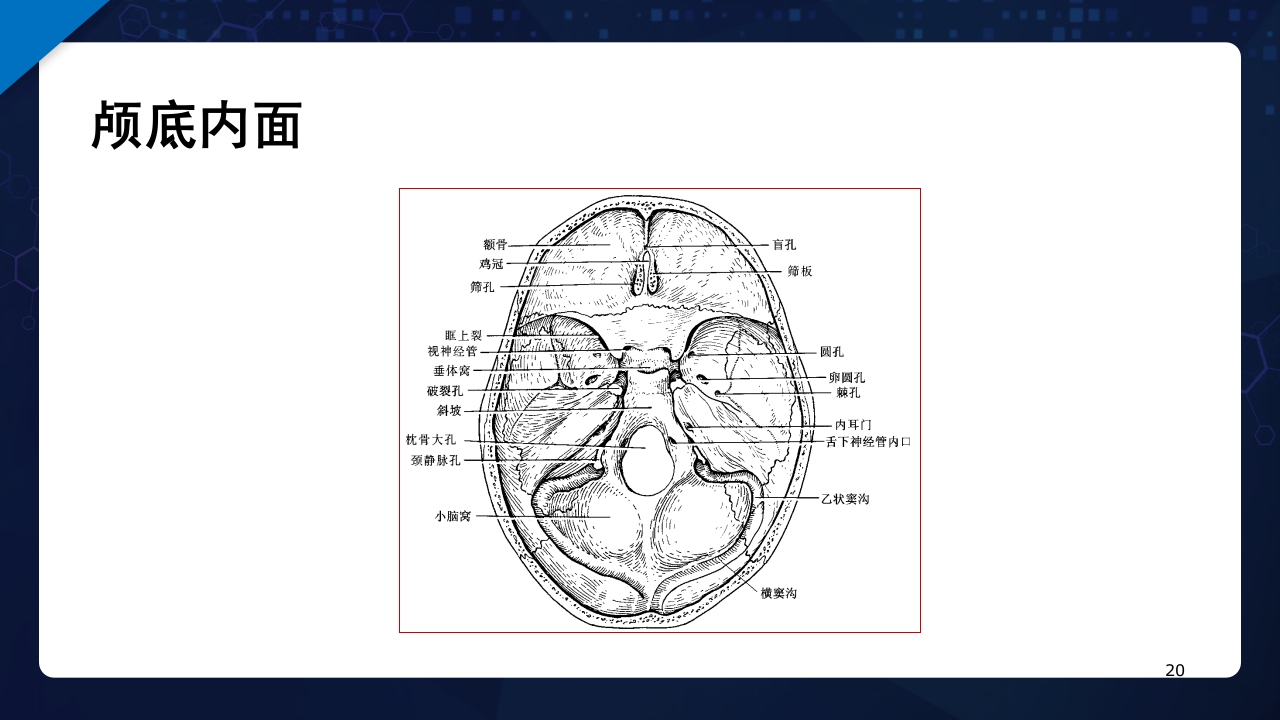 人体解剖学运动系统PPT课件20