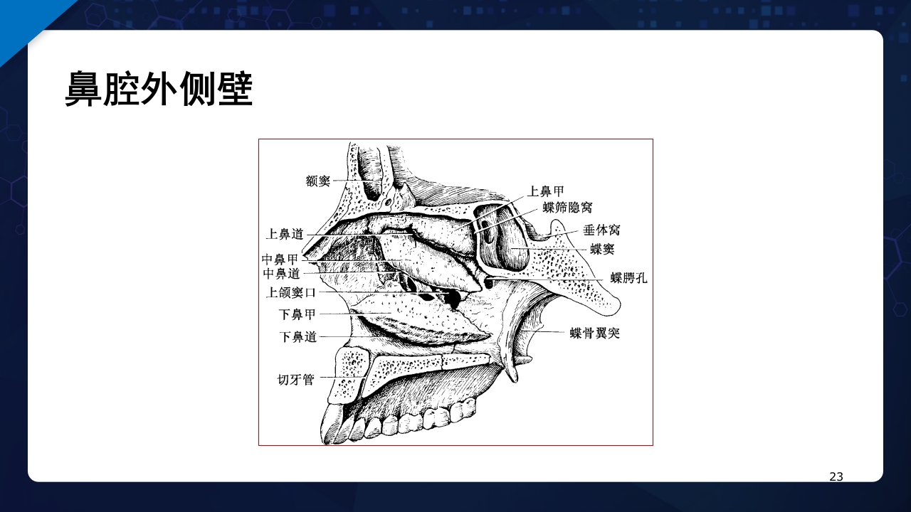 人体解剖学运动系统PPT课件23
