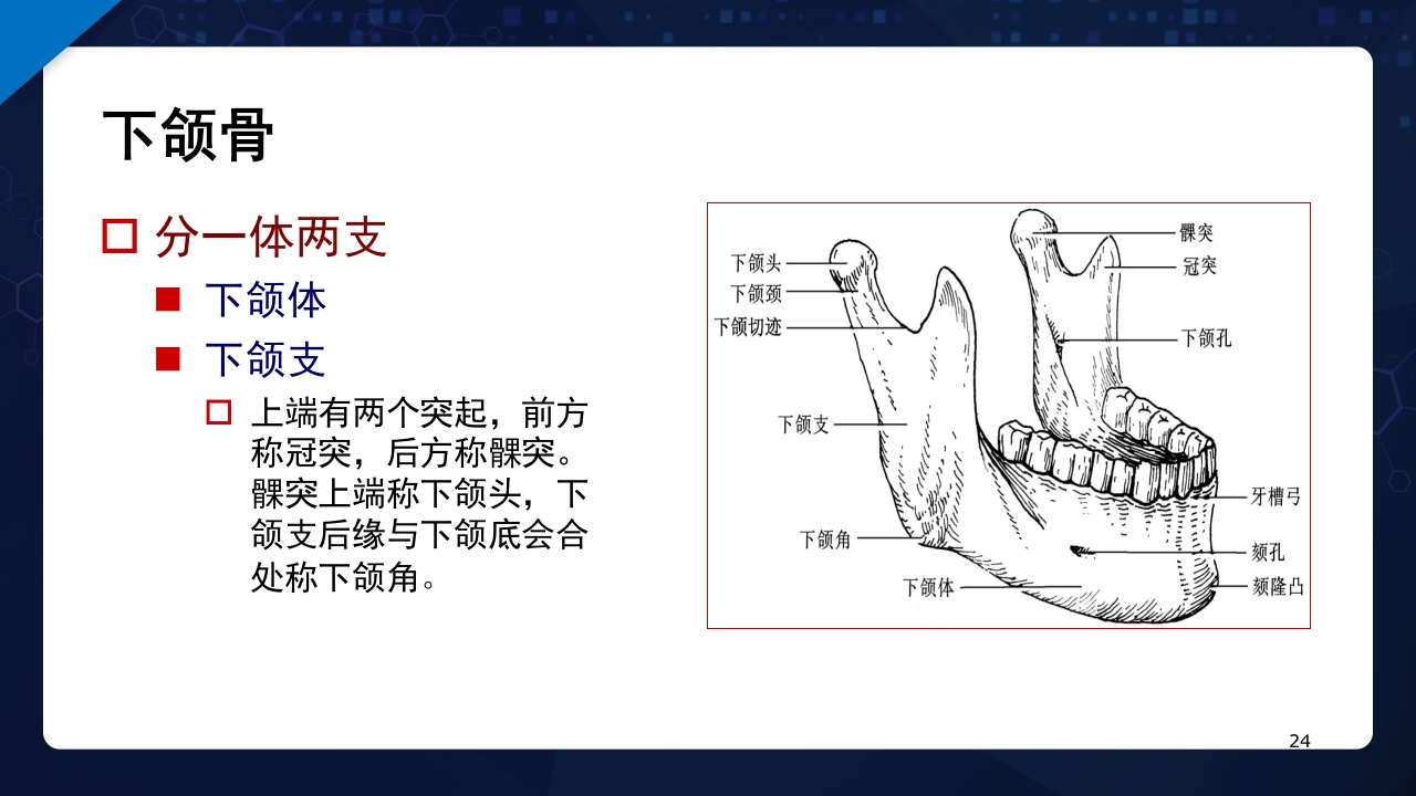 人体解剖学运动系统PPT课件24
