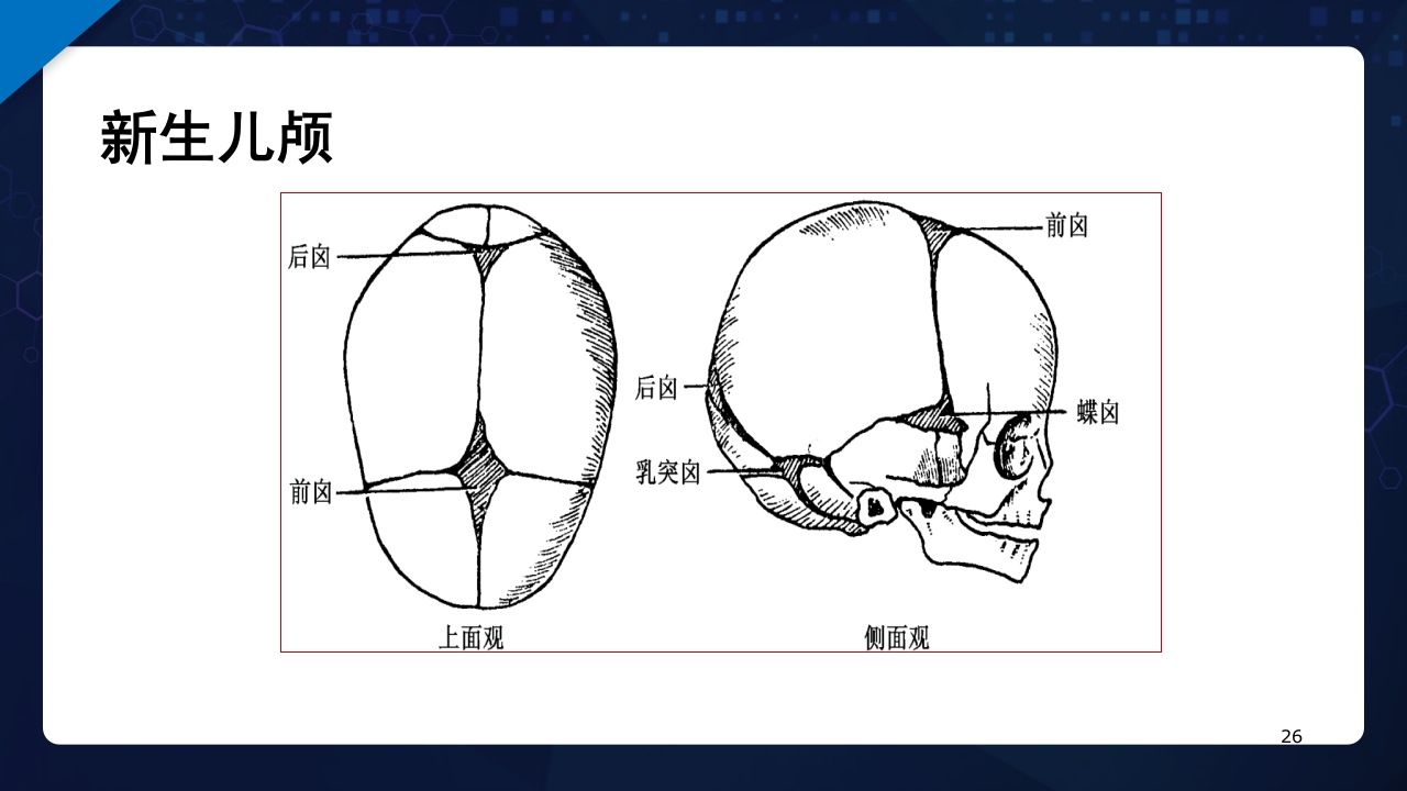 人体解剖学运动系统PPT课件26