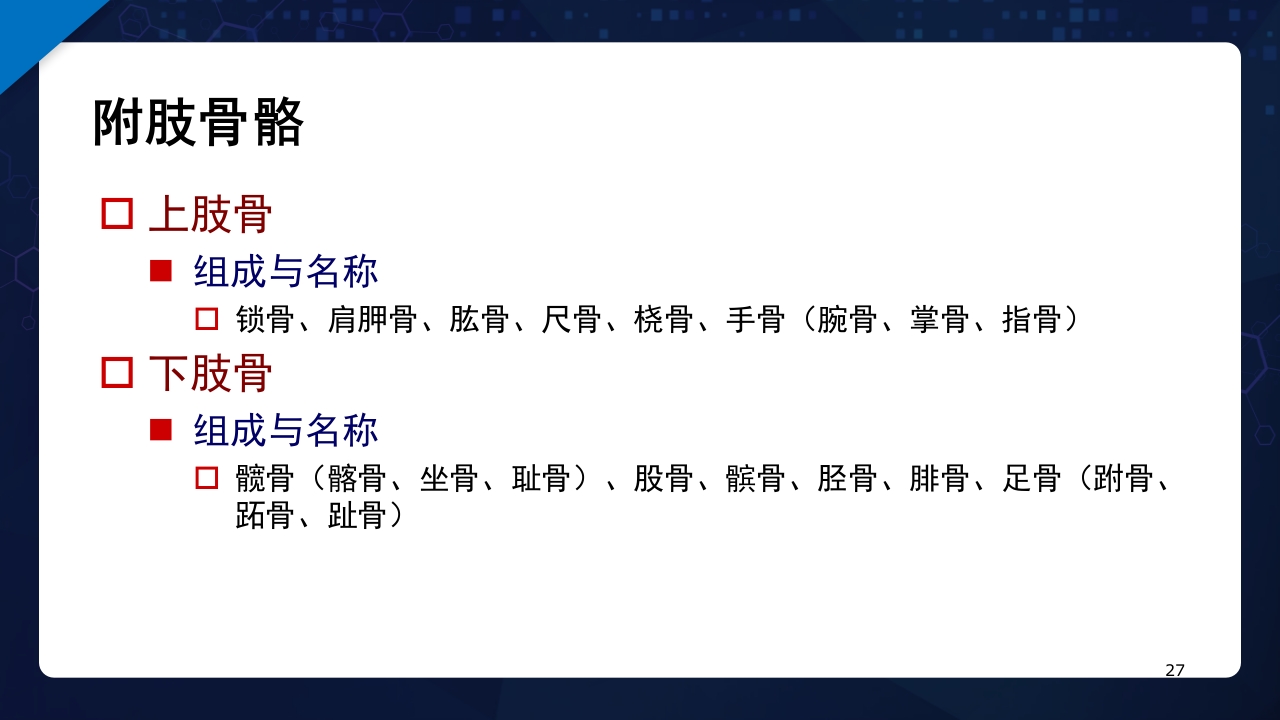 人体解剖学运动系统PPT课件27