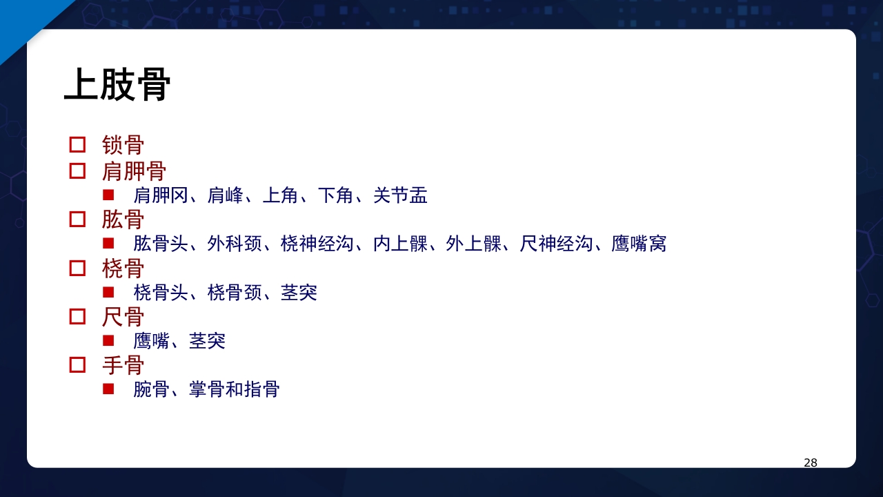 人体解剖学运动系统PPT课件28