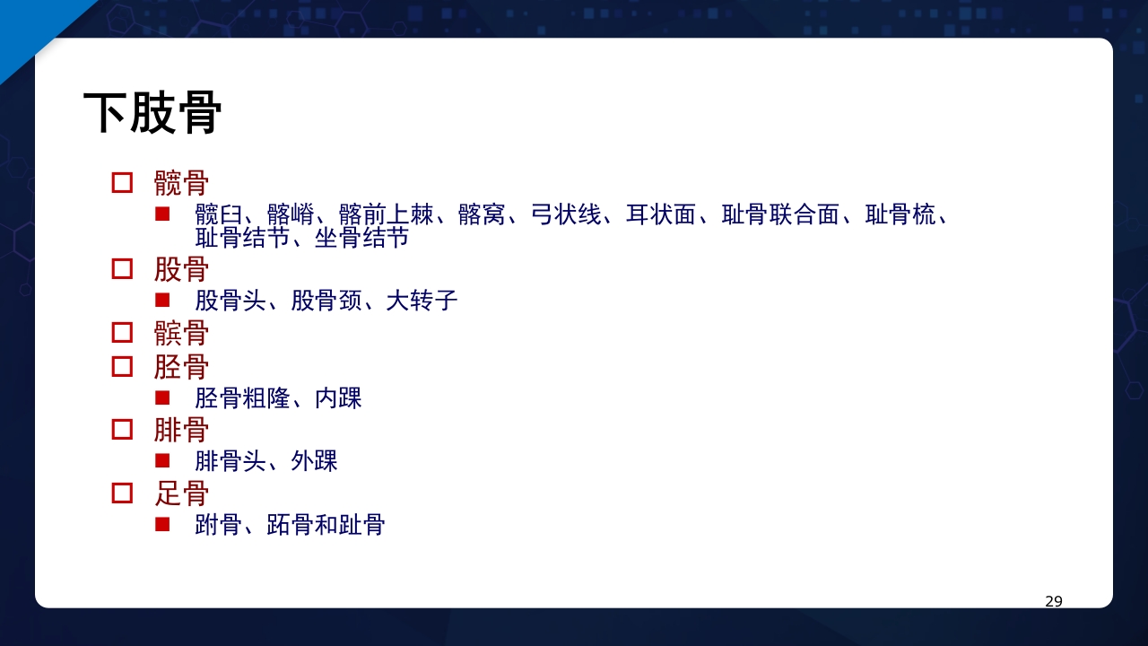 人体解剖学运动系统PPT课件29