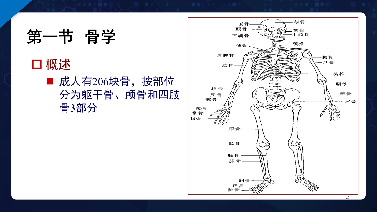 人体解剖学运动系统PPT课件2