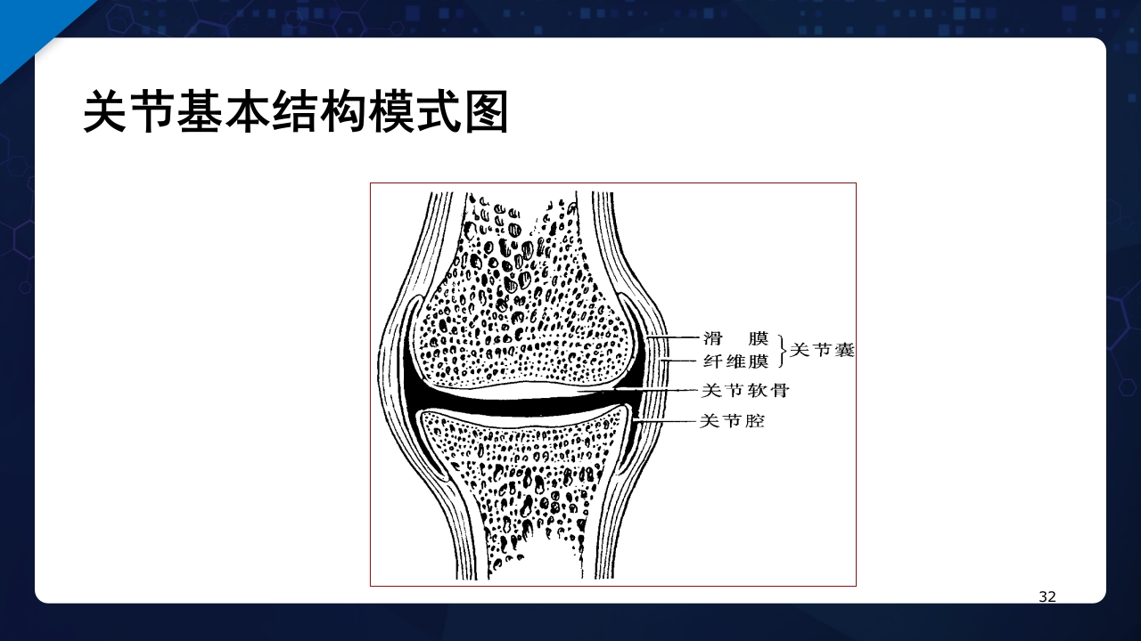 人体解剖学运动系统PPT课件32