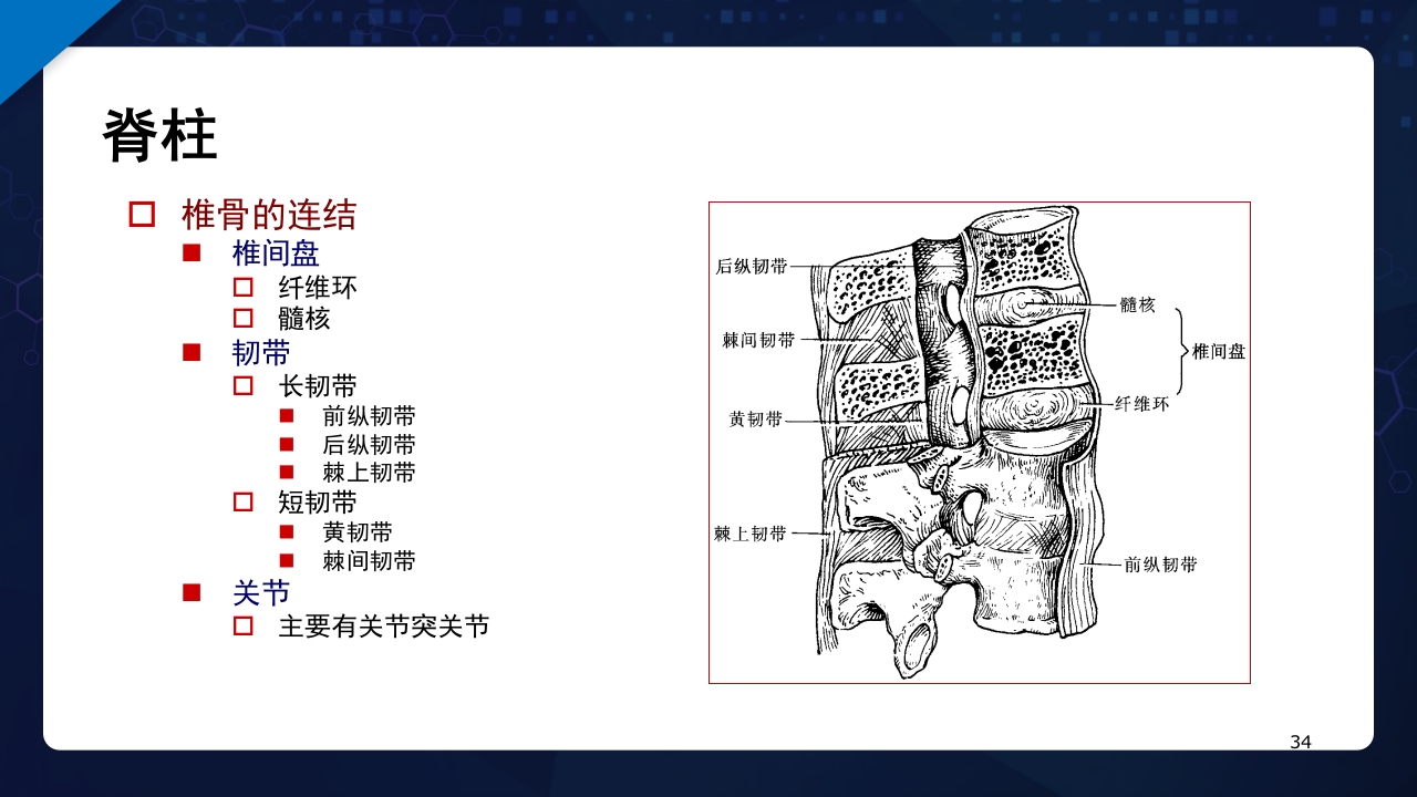 人体解剖学运动系统PPT课件34