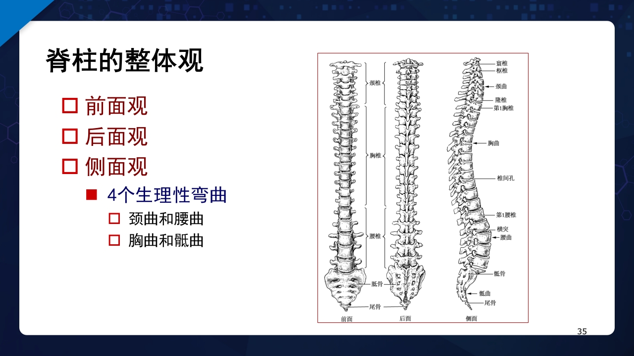人体解剖学运动系统PPT课件35