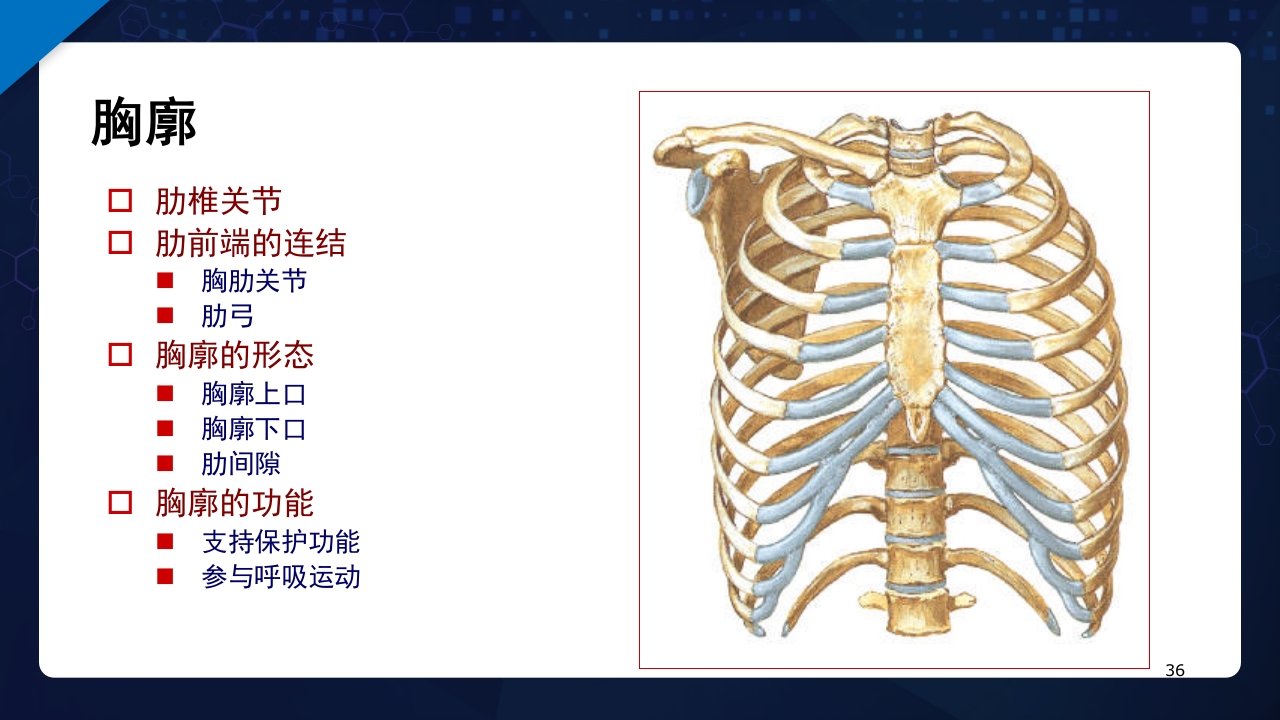人体解剖学运动系统PPT课件36