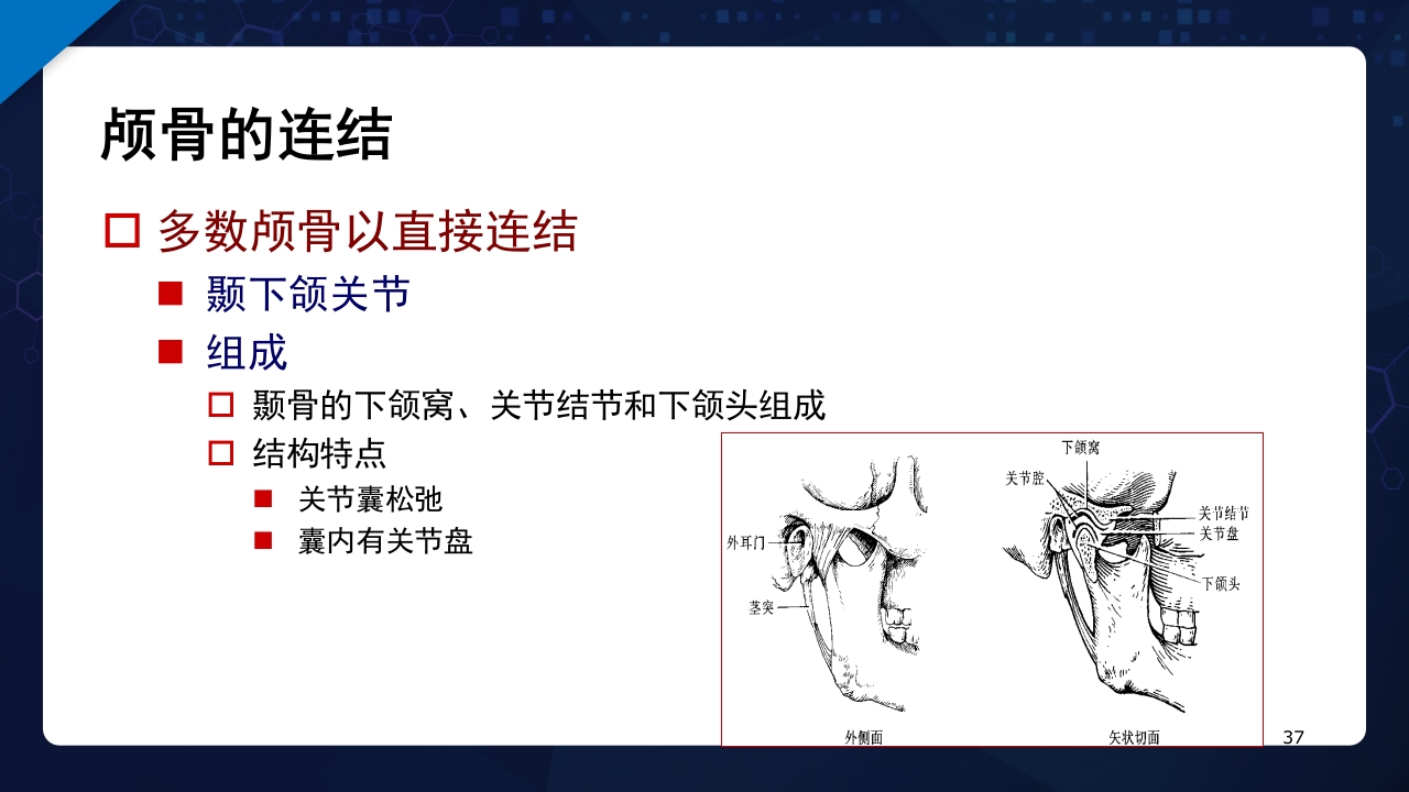 人体解剖学运动系统PPT课件37