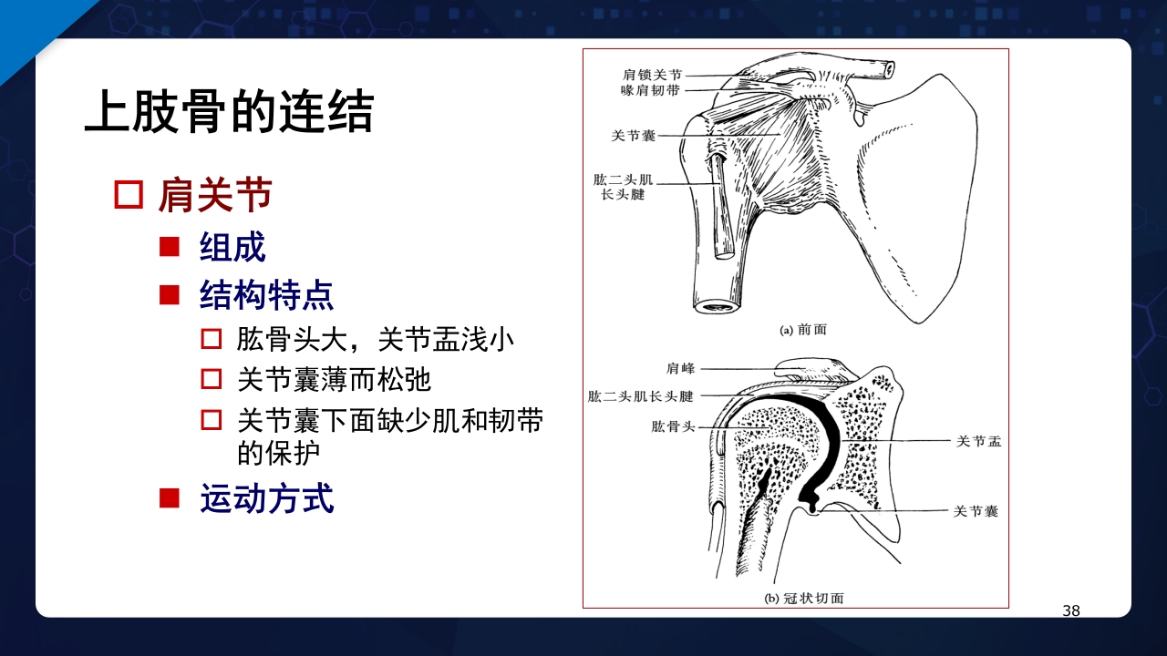 人体解剖学运动系统PPT课件38
