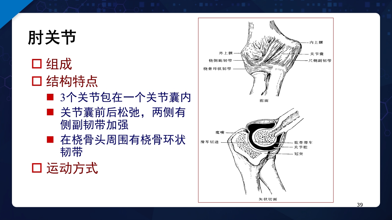 人体解剖学运动系统PPT课件39