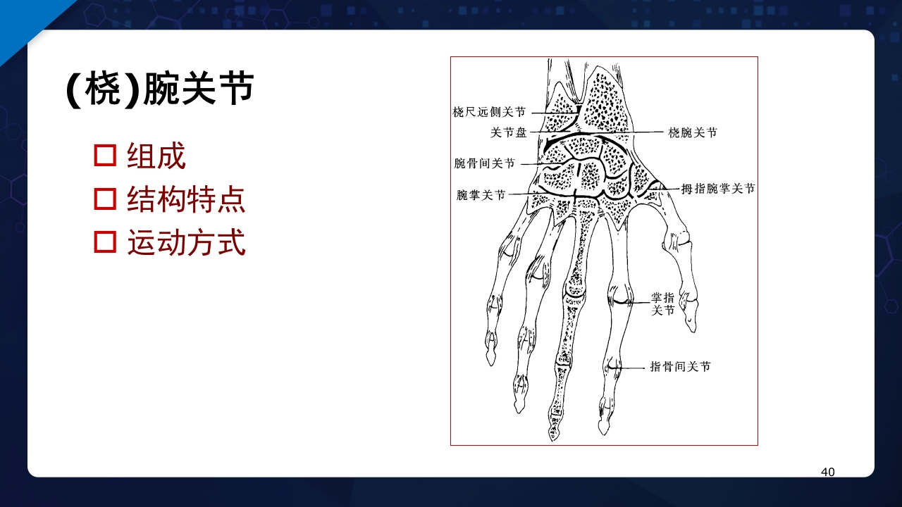 人体解剖学运动系统PPT课件40