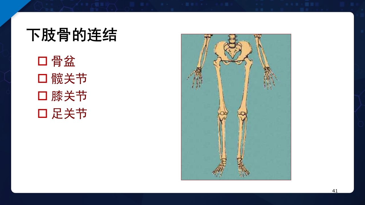 人体解剖学运动系统PPT课件41