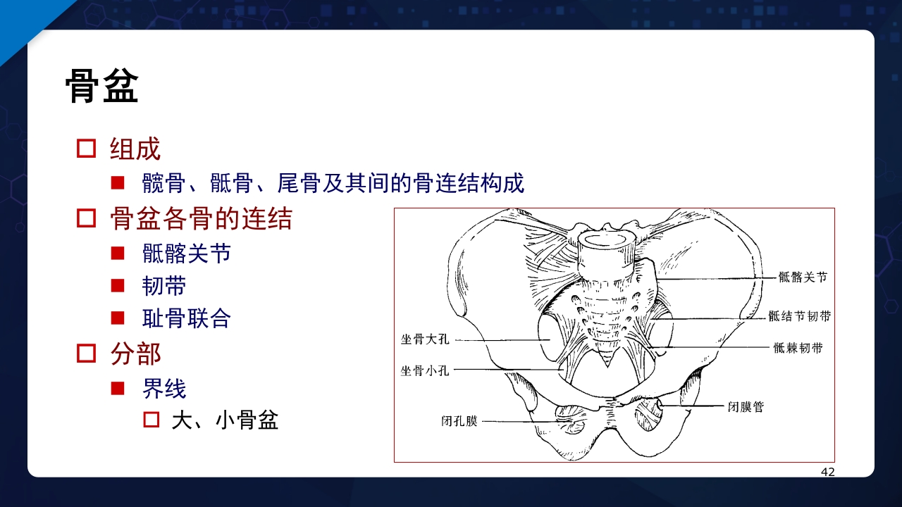 人体解剖学运动系统PPT课件42