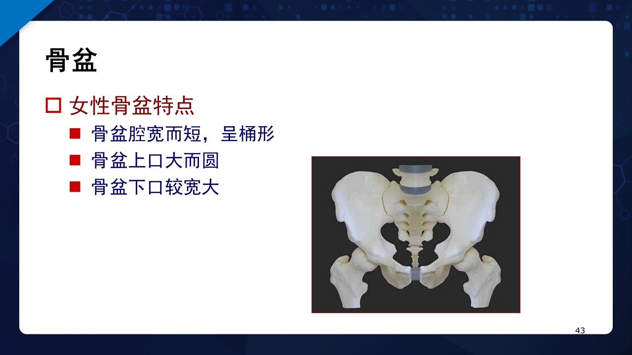 人体解剖学运动系统PPT课件43