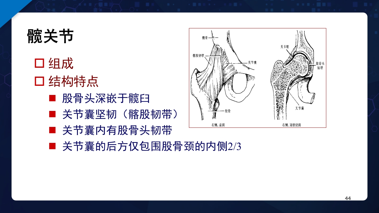 人体解剖学运动系统PPT课件44