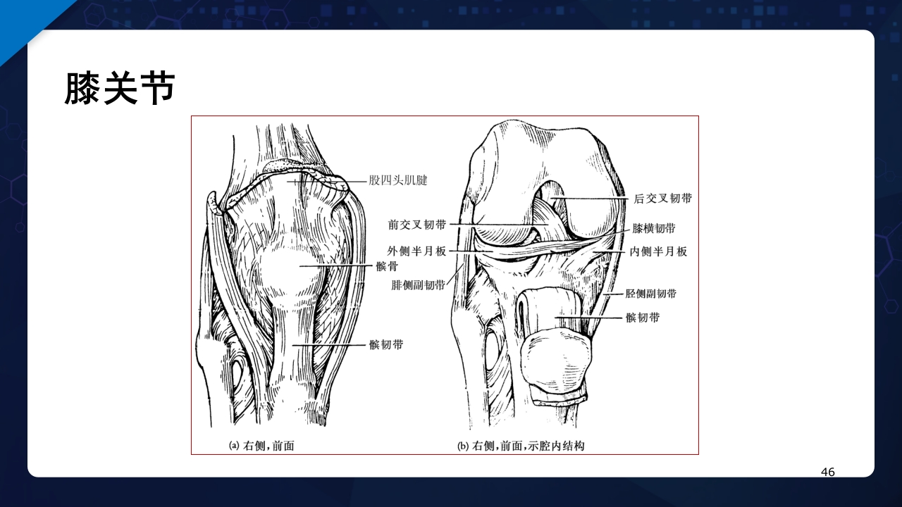 人体解剖学运动系统PPT课件46