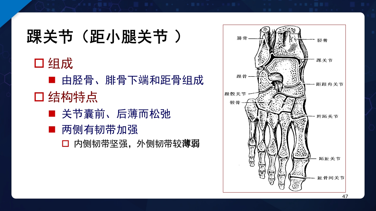 人体解剖学运动系统PPT课件47