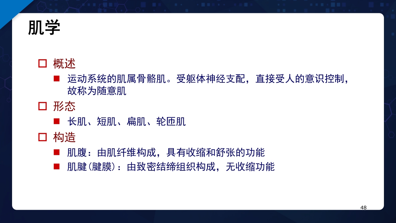 人体解剖学运动系统PPT课件48