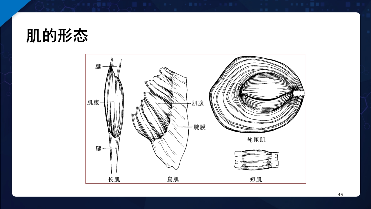 人体解剖学运动系统PPT课件49