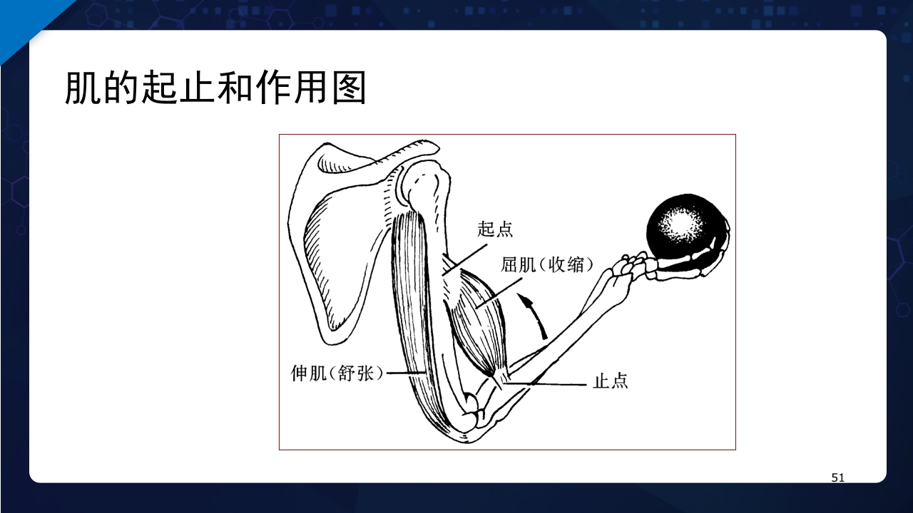 人体解剖学运动系统PPT课件51