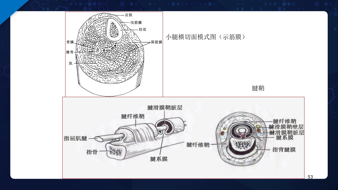 人体解剖学运动系统PPT课件53