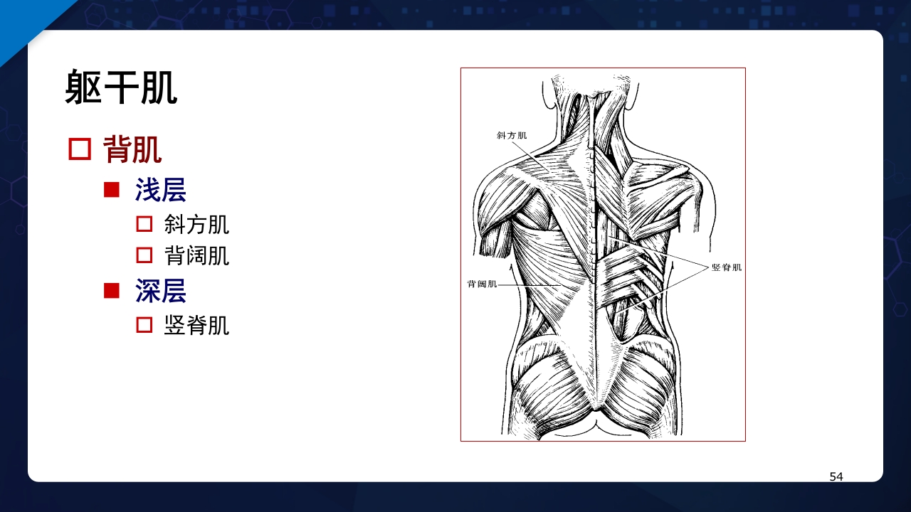 人体解剖学运动系统PPT课件54