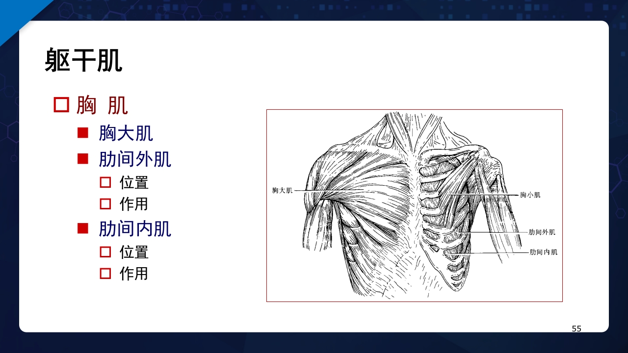 人体解剖学运动系统PPT课件55