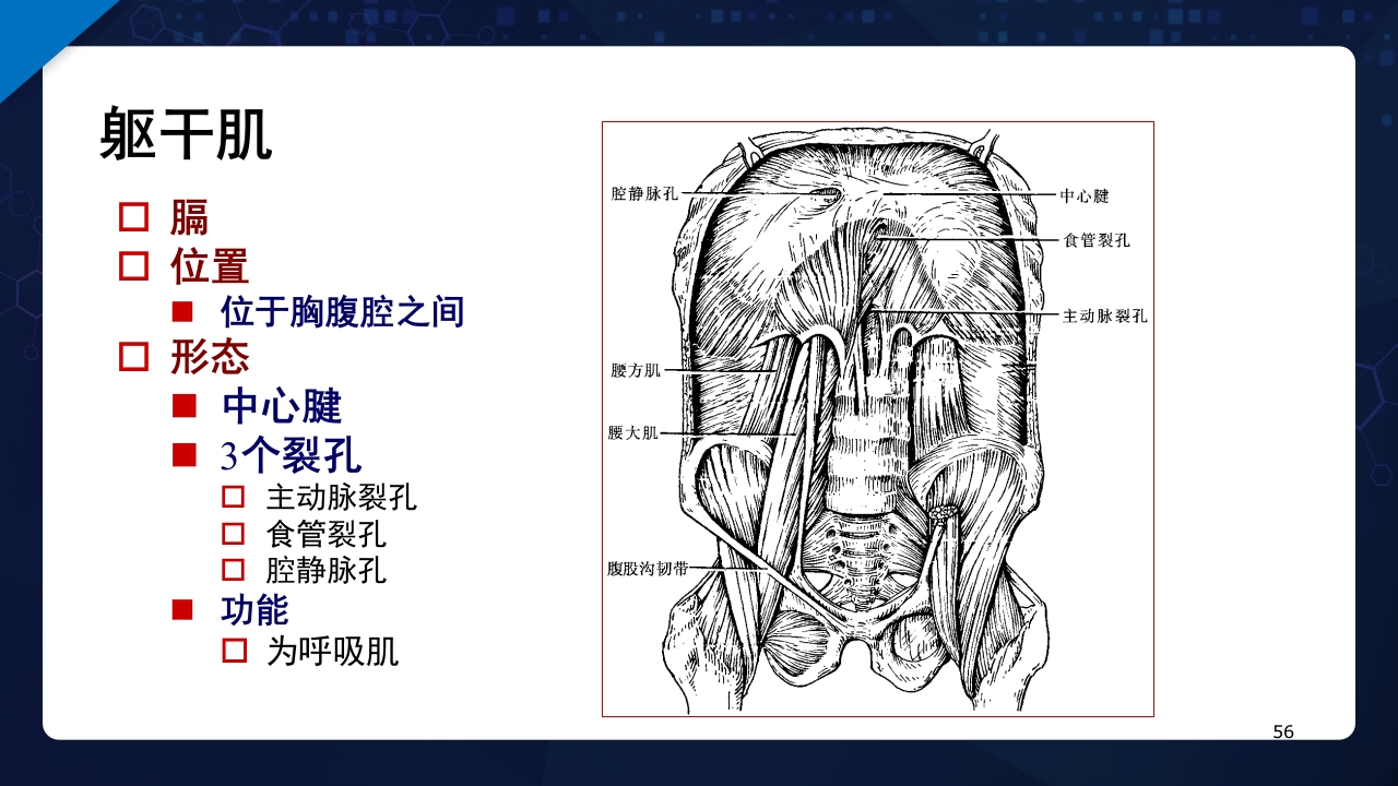 人体解剖学运动系统PPT课件56