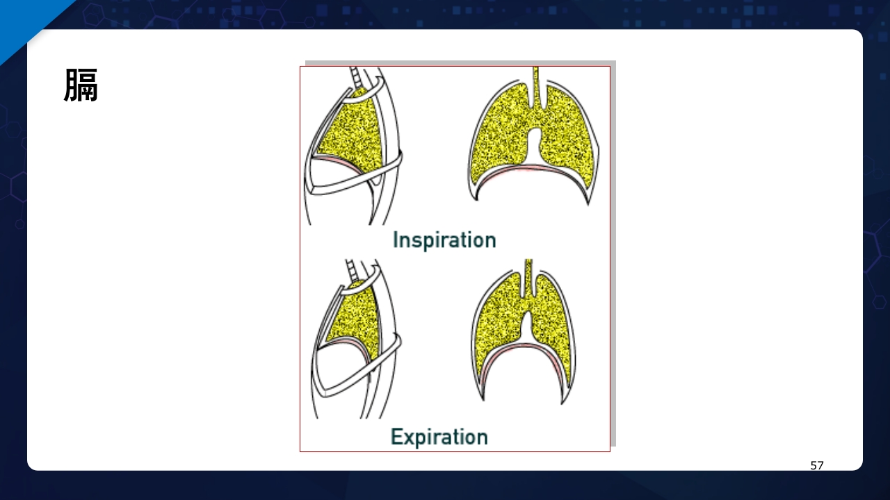人体解剖学运动系统PPT课件57