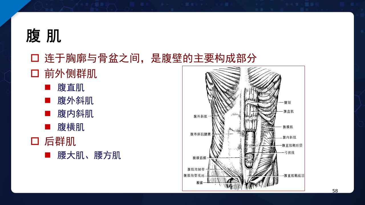 人体解剖学运动系统PPT课件58