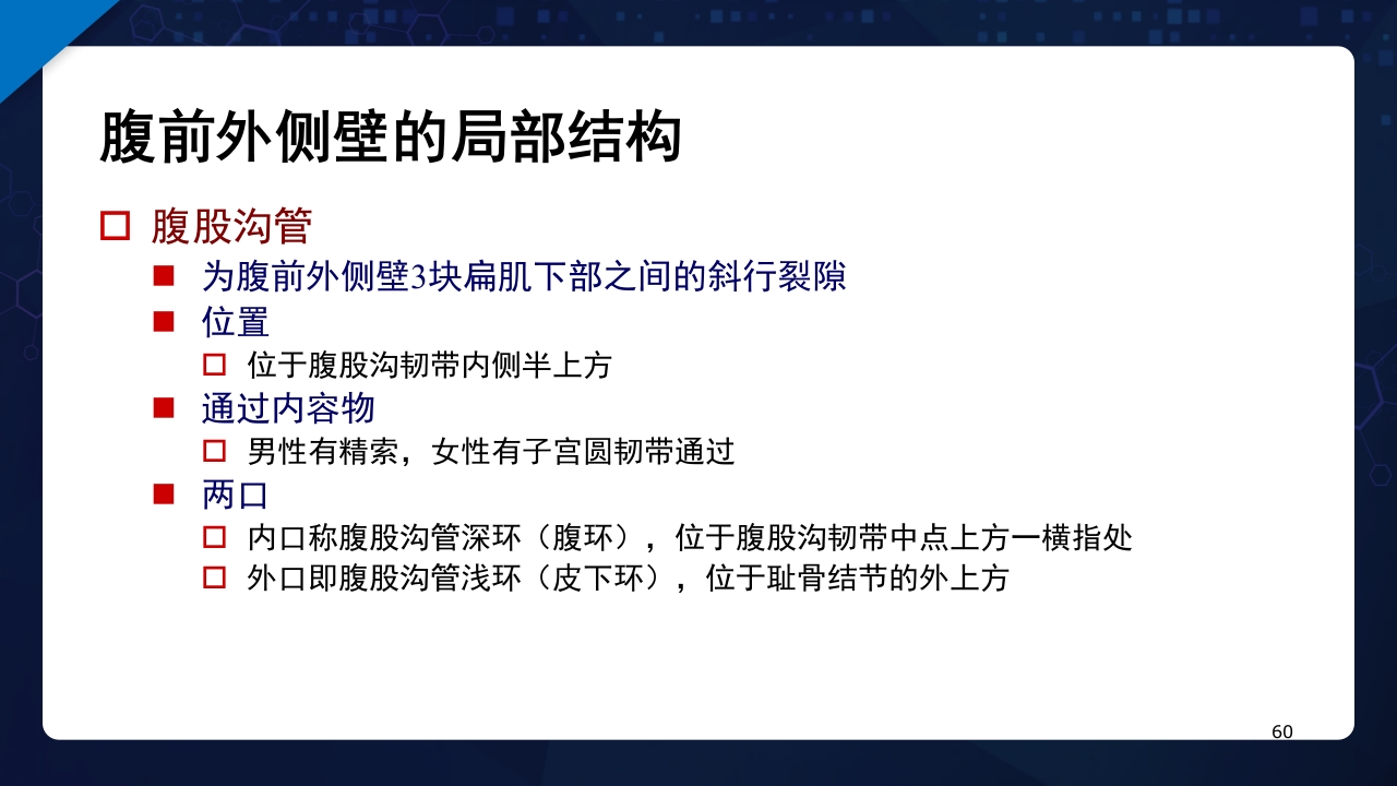 人体解剖学运动系统PPT课件60